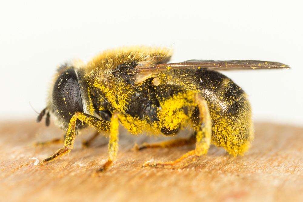  Merodon Meigen, 1803