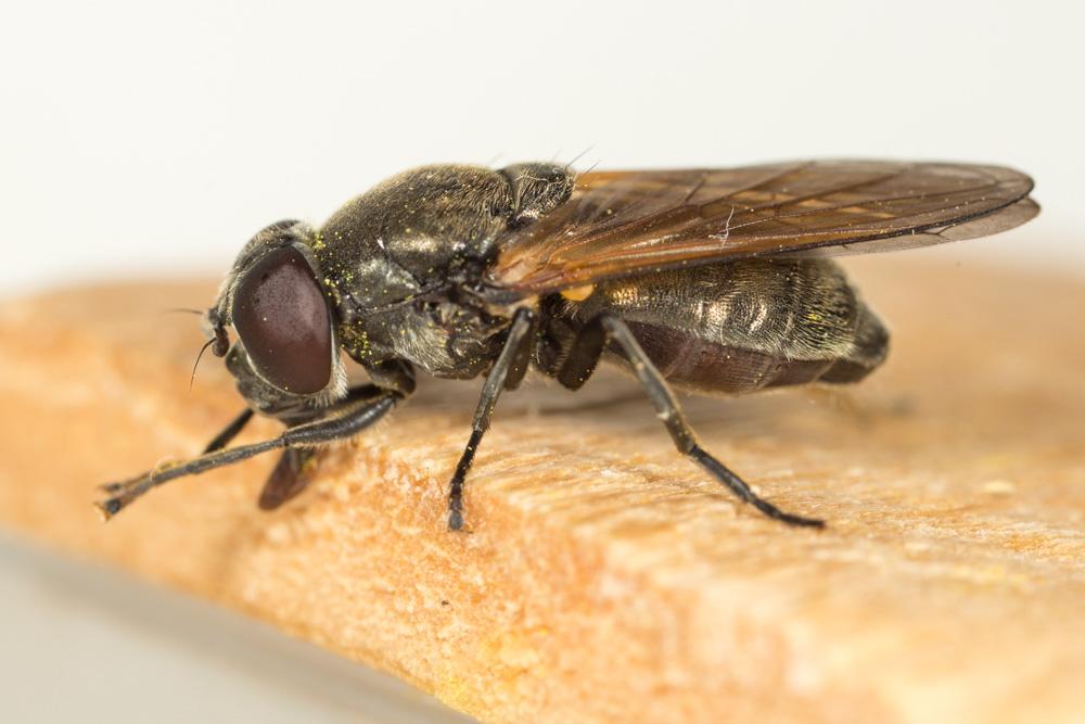  Cheilosia Meigen, 1822