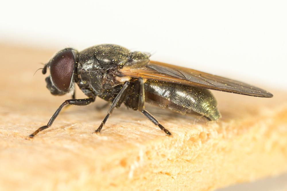  Cheilosia Meigen, 1822