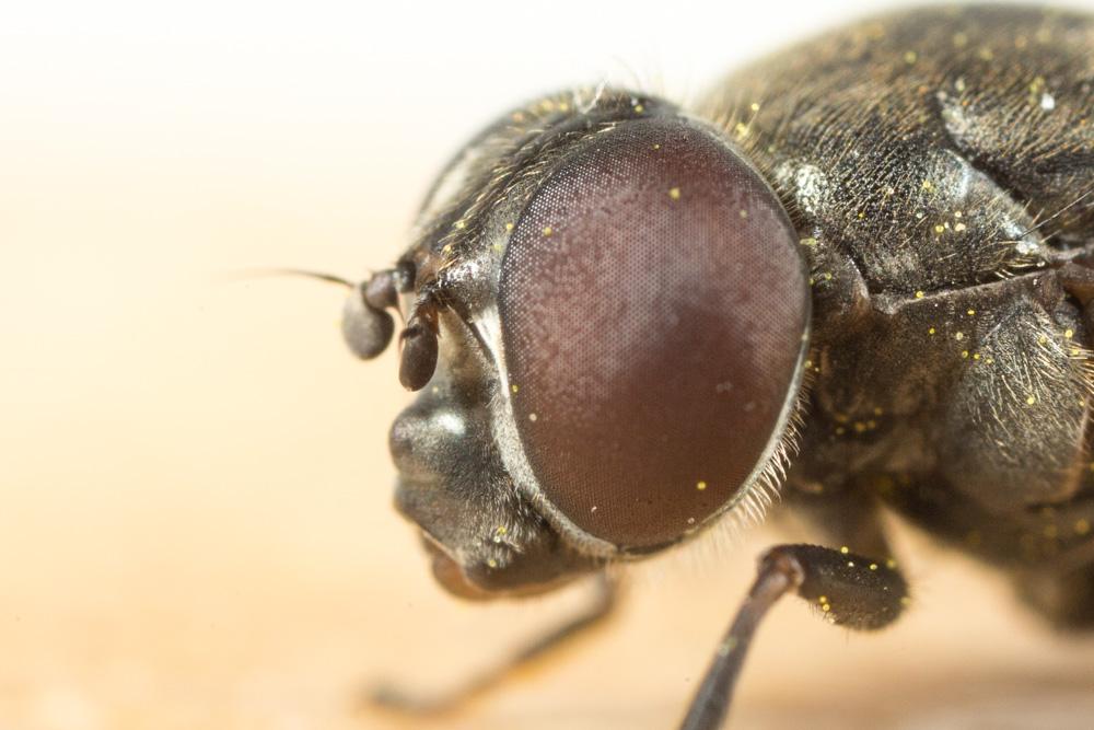  Cheilosia Meigen, 1822