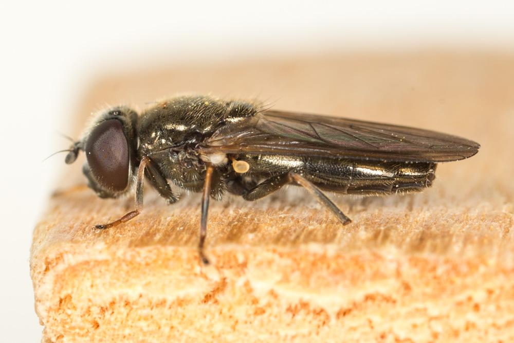  Cheilosia Meigen, 1822