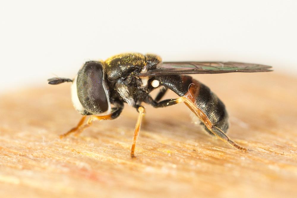  Paragus bicolor (Fabricius, 1794)