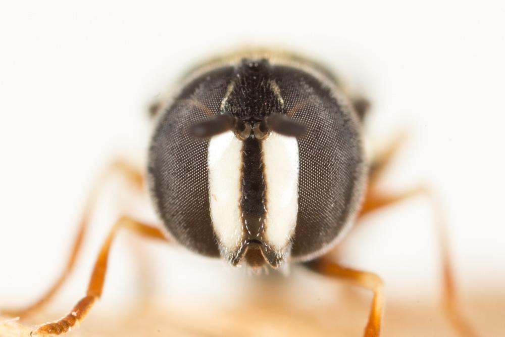  Paragus Latreille, 1804