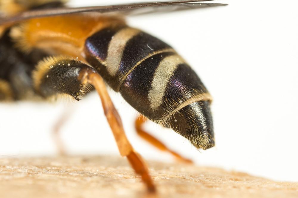  Merodon Meigen, 1803