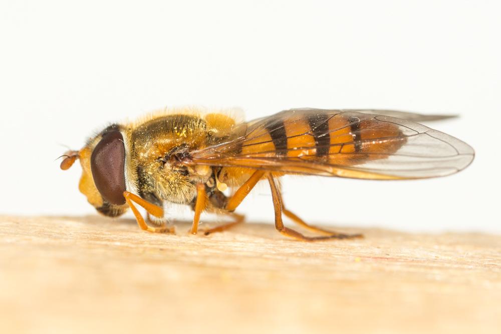  Epistrophe Walker, 1852