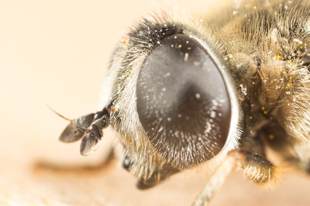  Merodon Meigen, 1803