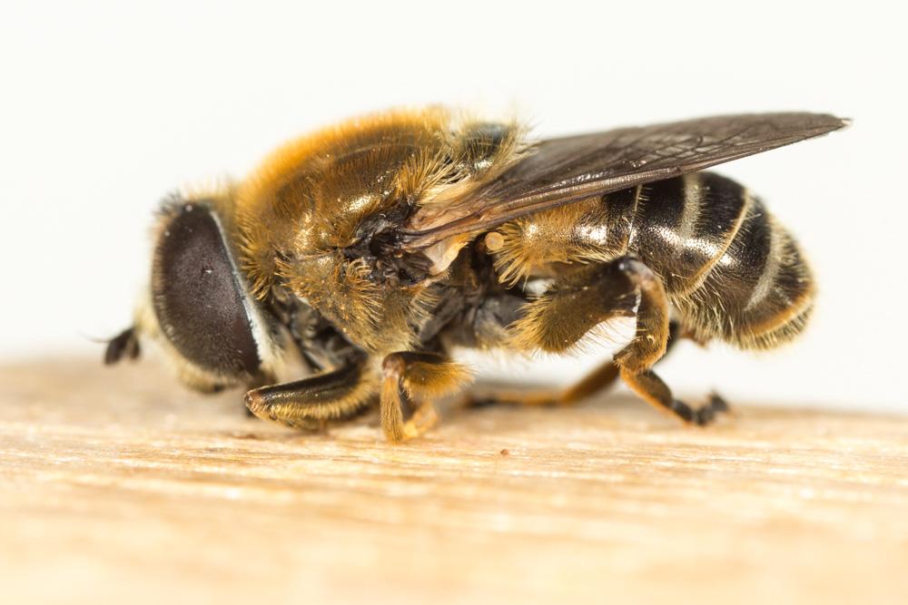 Le  Merodon geniculatus Strobl, 1909