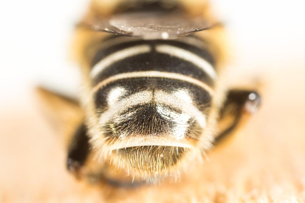 Le  Merodon geniculatus Strobl, 1909