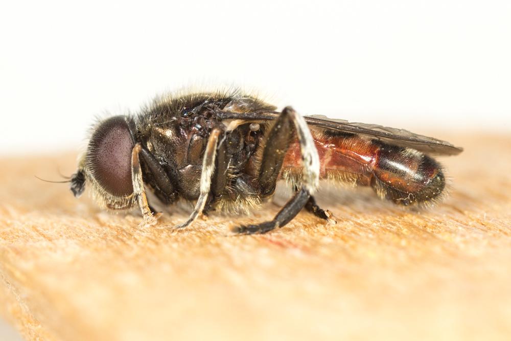 Merodon Meigen, 1803