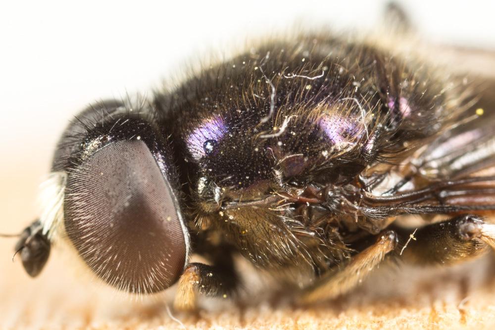  Merodon Meigen, 1803