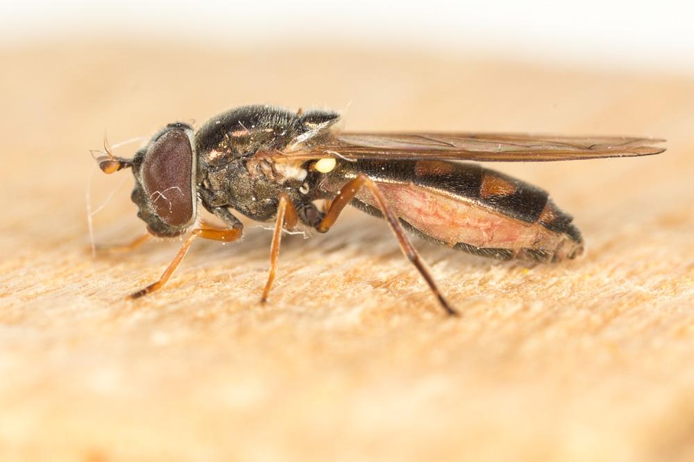  Melanostoma Schiner, 1860