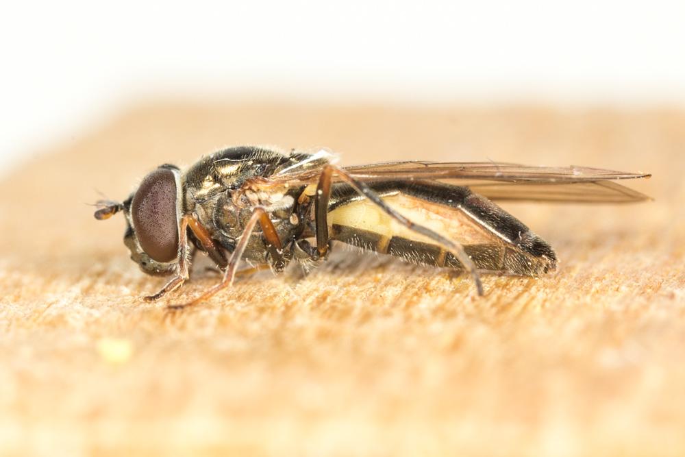  Melanostoma Schiner, 1860