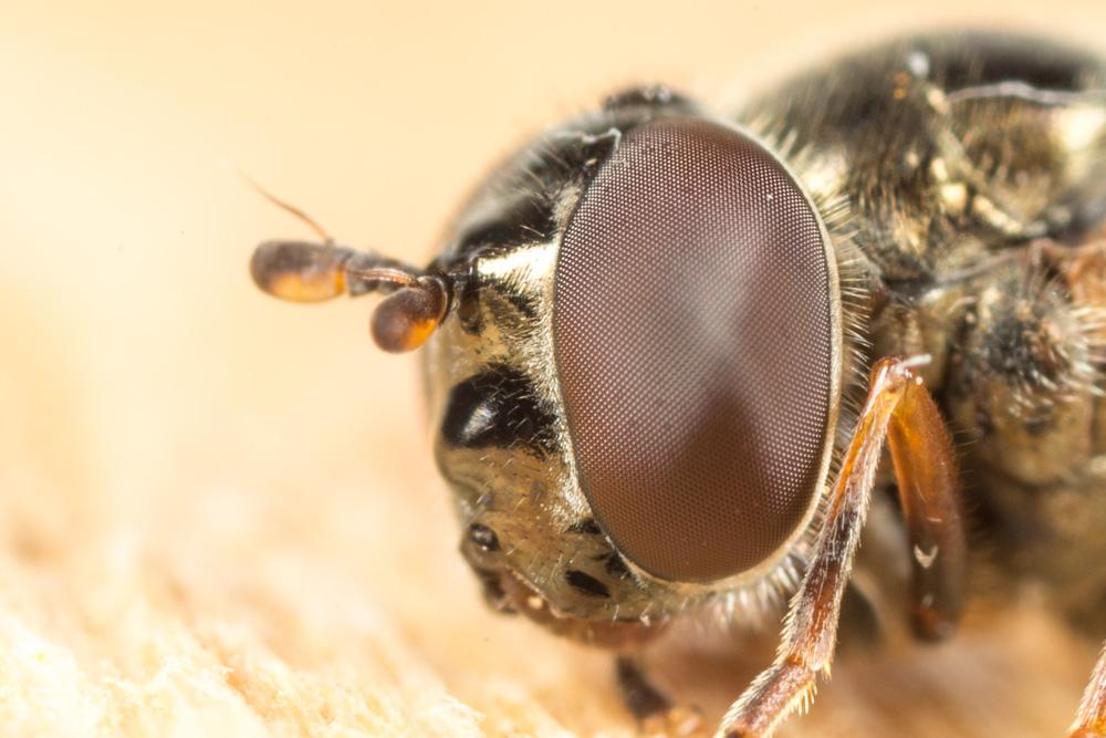  Melanostoma Schiner, 1860