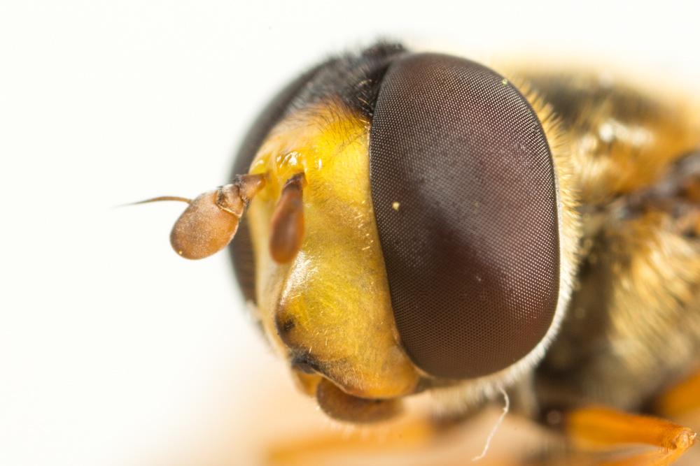  Eupeodes latifasciatus (Macquart, 1829)