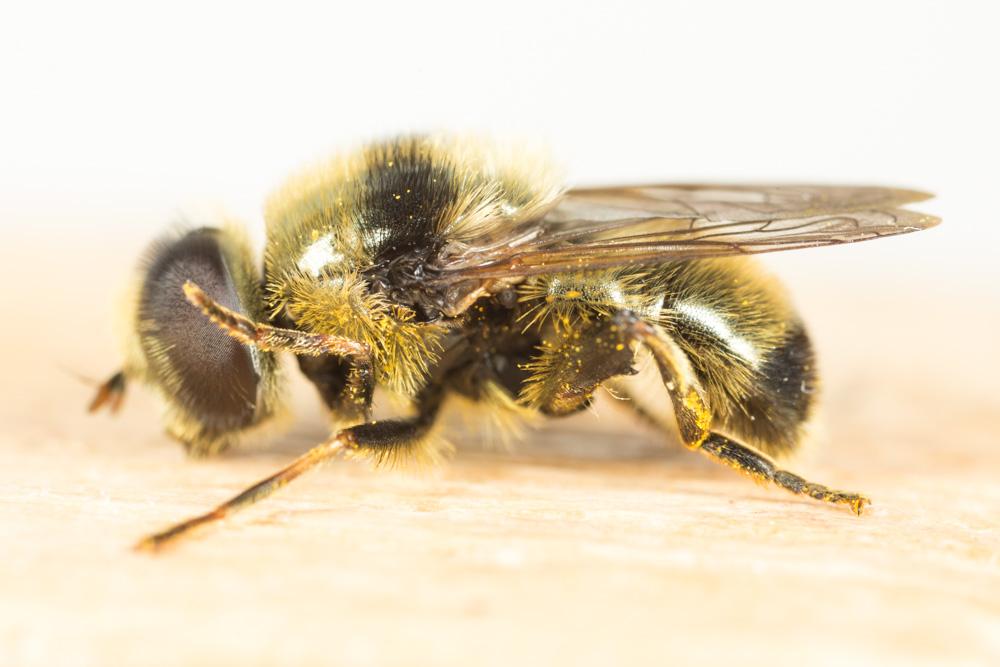  Merodon cinereus (Fabricius, 1794)