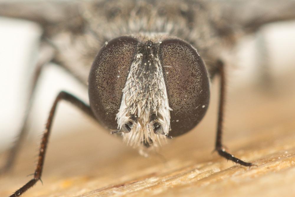 Anthrax binotatus Wiedemann in Meigen, 1820