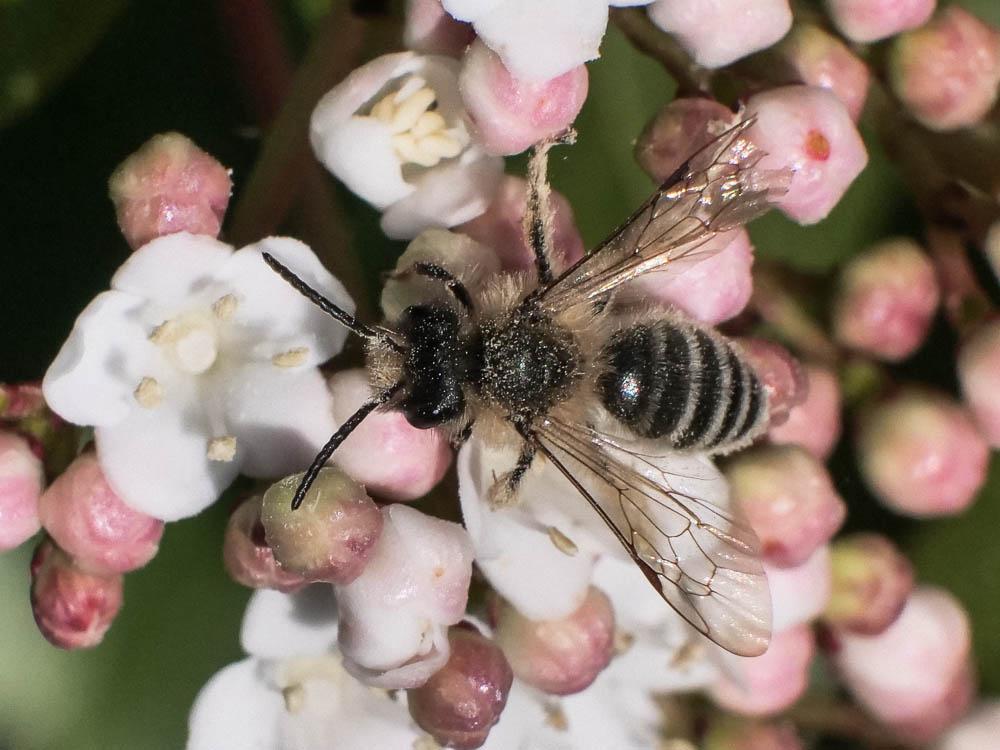 Andrena lagopus Latreille, 1809