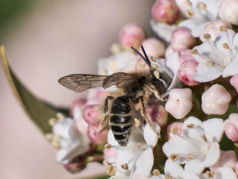 Andrena lagopus Latreille, 1809