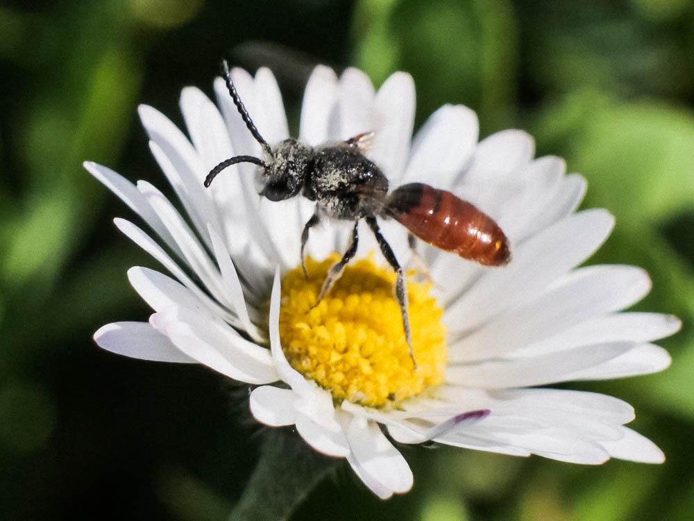  Sphecodes Latreille, 1804