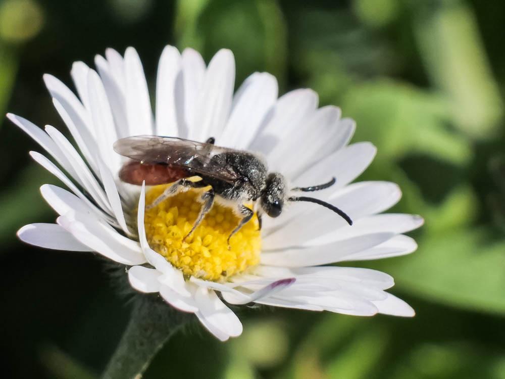 Sphecodes Latreille, 1804
