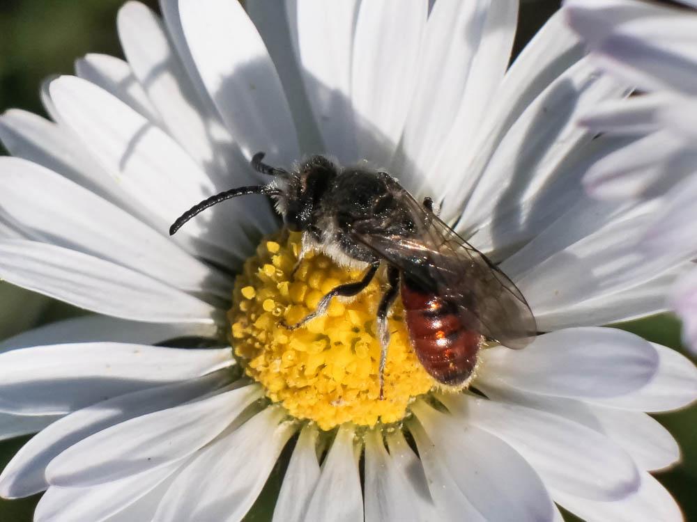  Sphecodes Latreille, 1804