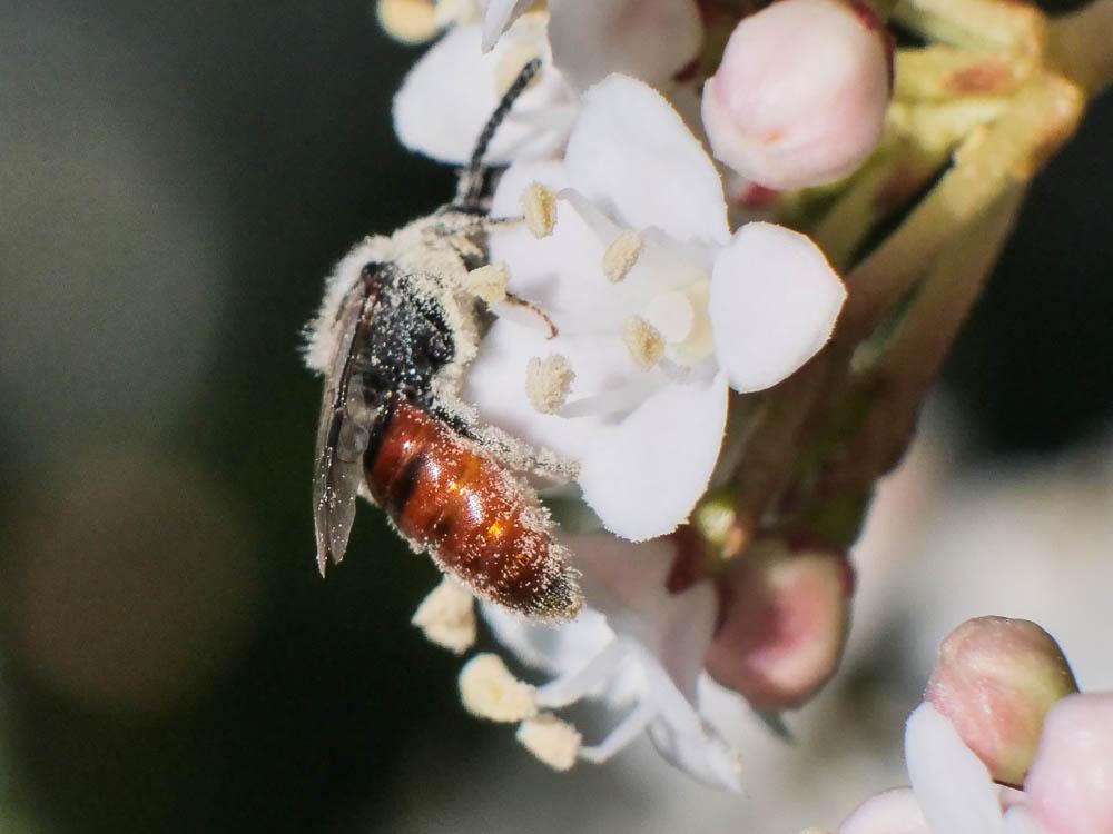 Sphecodes Latreille, 1804