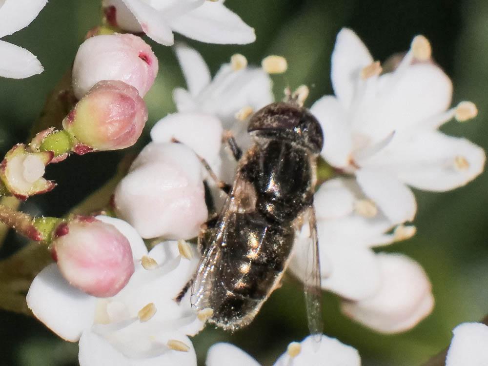  Eristalinus sepulchralis (Linnaeus, 1758)
