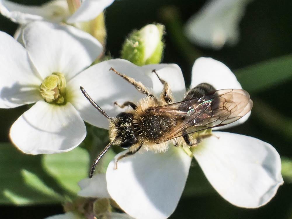  Andrena lagopus Latreille, 1809