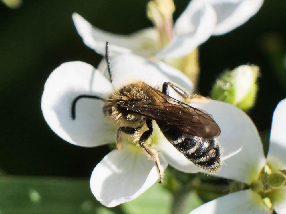  Andrena lagopus Latreille, 1809