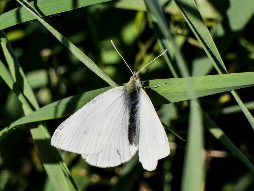 Piéride du Navet (La), Papillon blanc veiné de ver Pieris napi (Linnaeus, 1758)