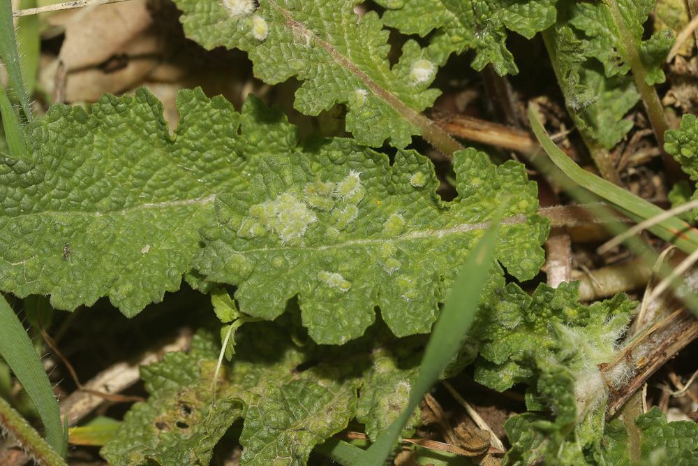 Aceria salviae (Nalepa, 1891)