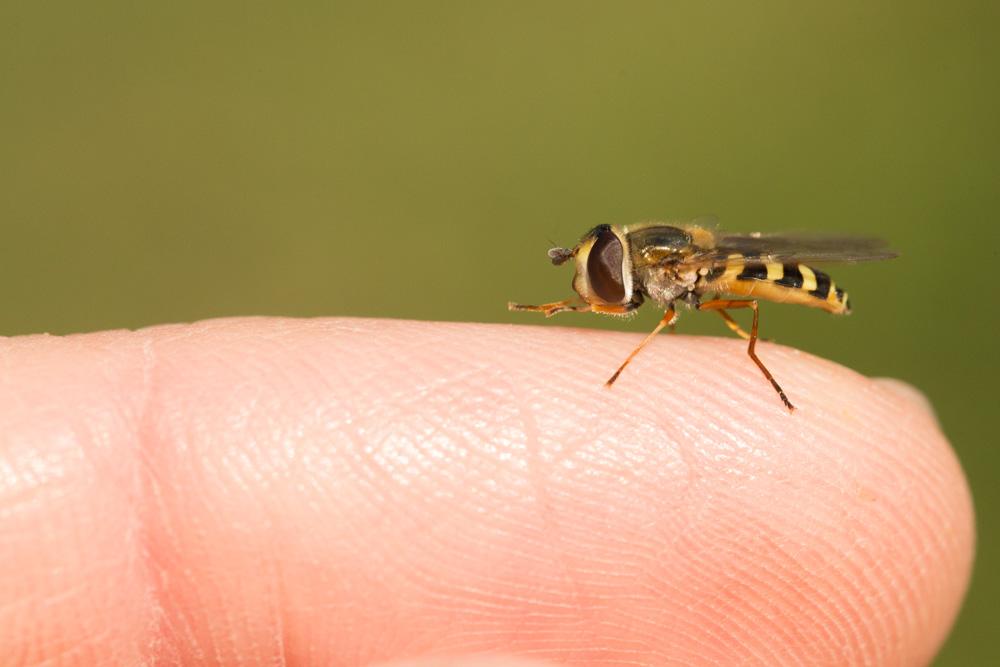  Eupeodes corollae (Fabricius, 1794)
