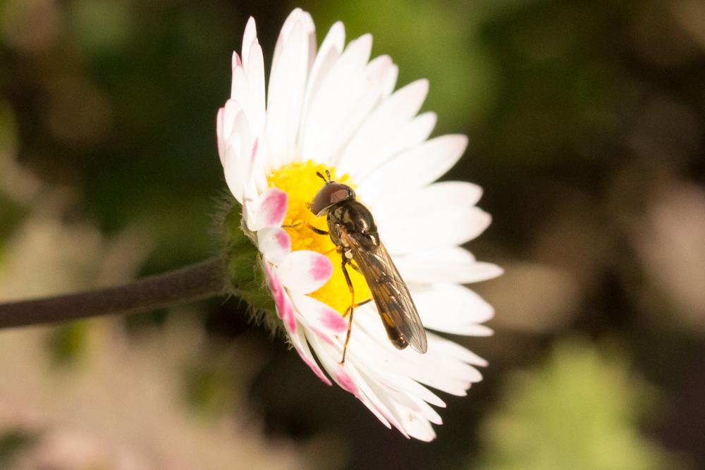 Melanostoma Schiner, 1860