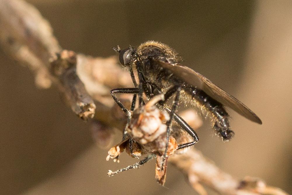 Empis Linnaeus, 1758