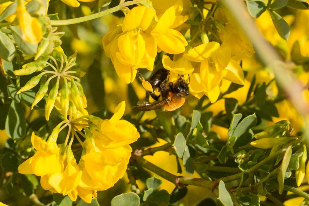 Andrena thoracica (Fabricius, 1775)