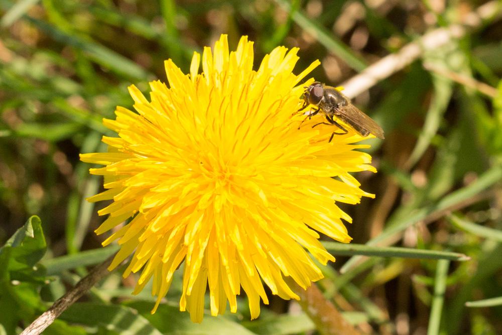 Cheilosia Meigen, 1822