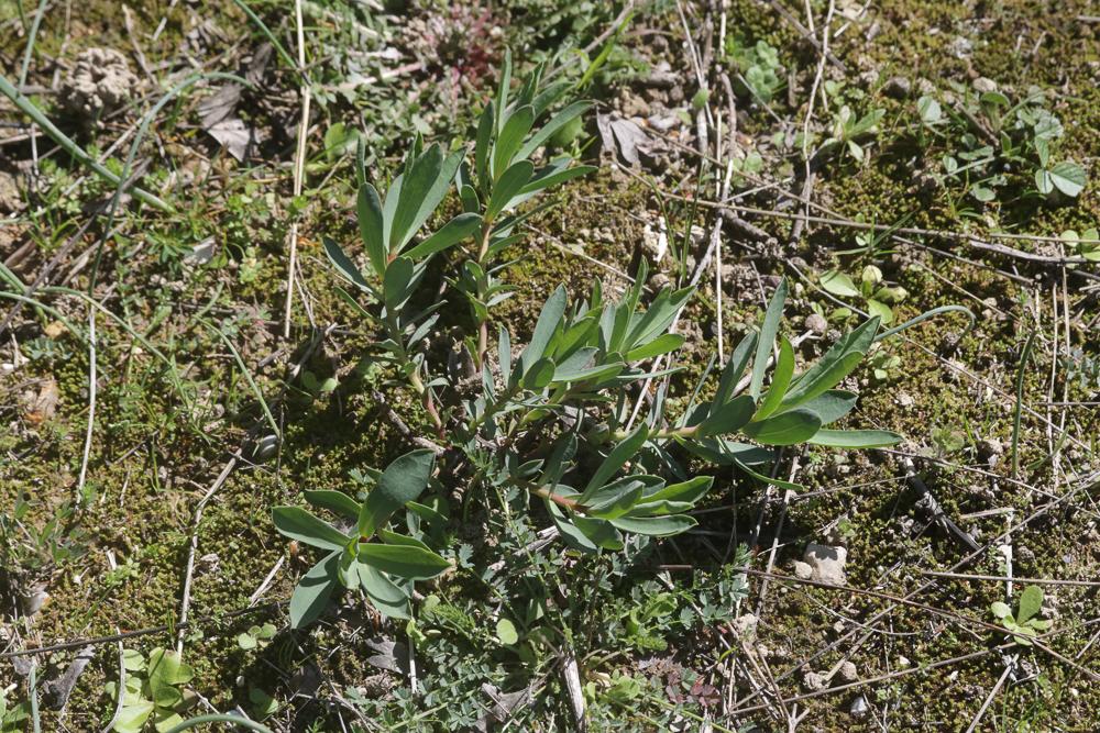 Euphorbe de Nice Euphorbia nicaeensis All., 1785