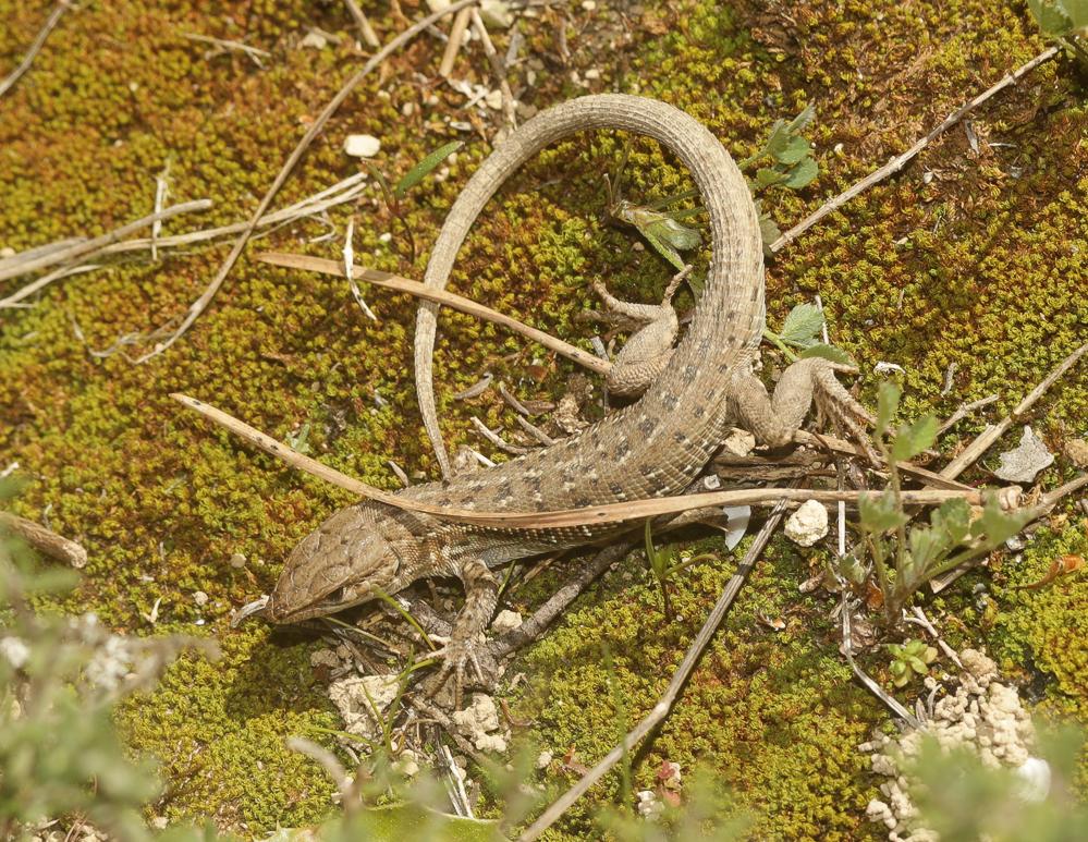 Psammodrome d'Edwards Psammodromus edwarsianus (An. Dugès, 1829)