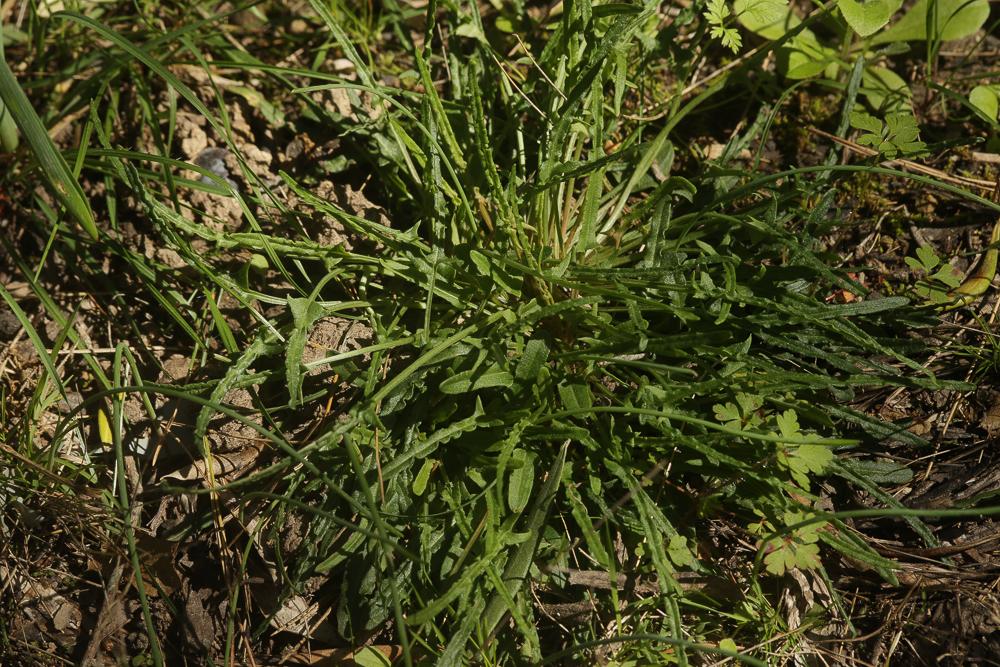 Patience intermédiaire, Rumex intermédiaire Rumex intermedius DC., 1815