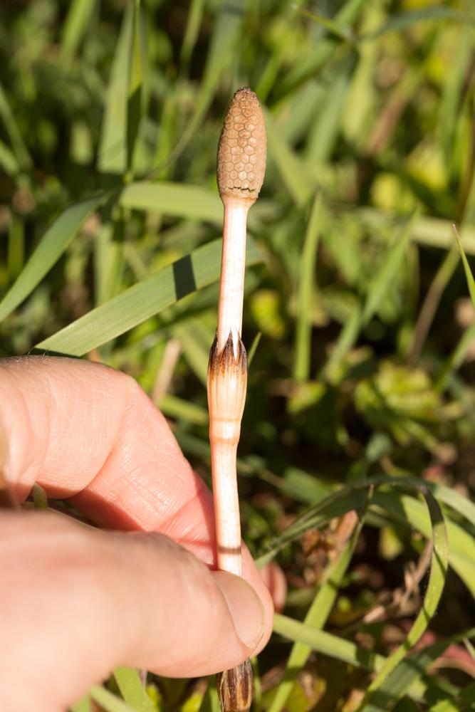 Prêle des champs, Queue-de-renard Equisetum arvense L., 1753