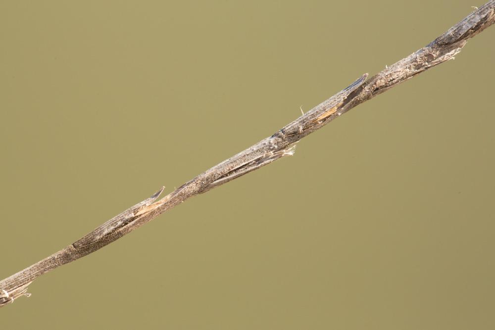 Ivraie à épis serrés, Ivraie à épi serré Lolium rigidum Gaudin, 1811