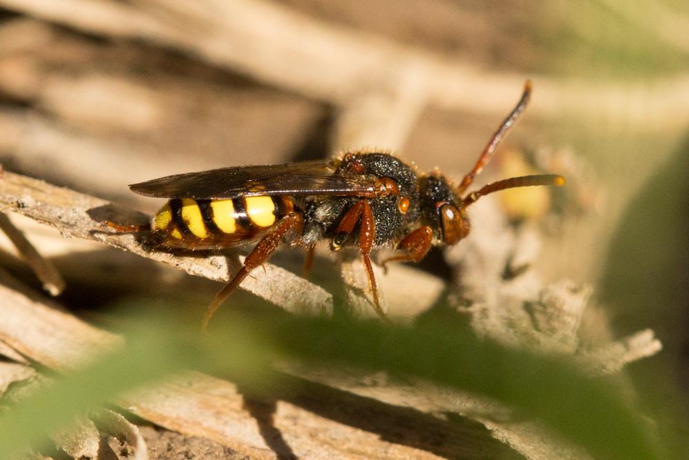  Nomada zonata Panzer, 1798