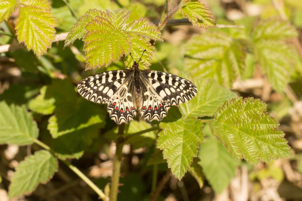 Diane (La), Thaïs (La) Zerynthia polyxena (Denis & Schiffermüller, 1775)