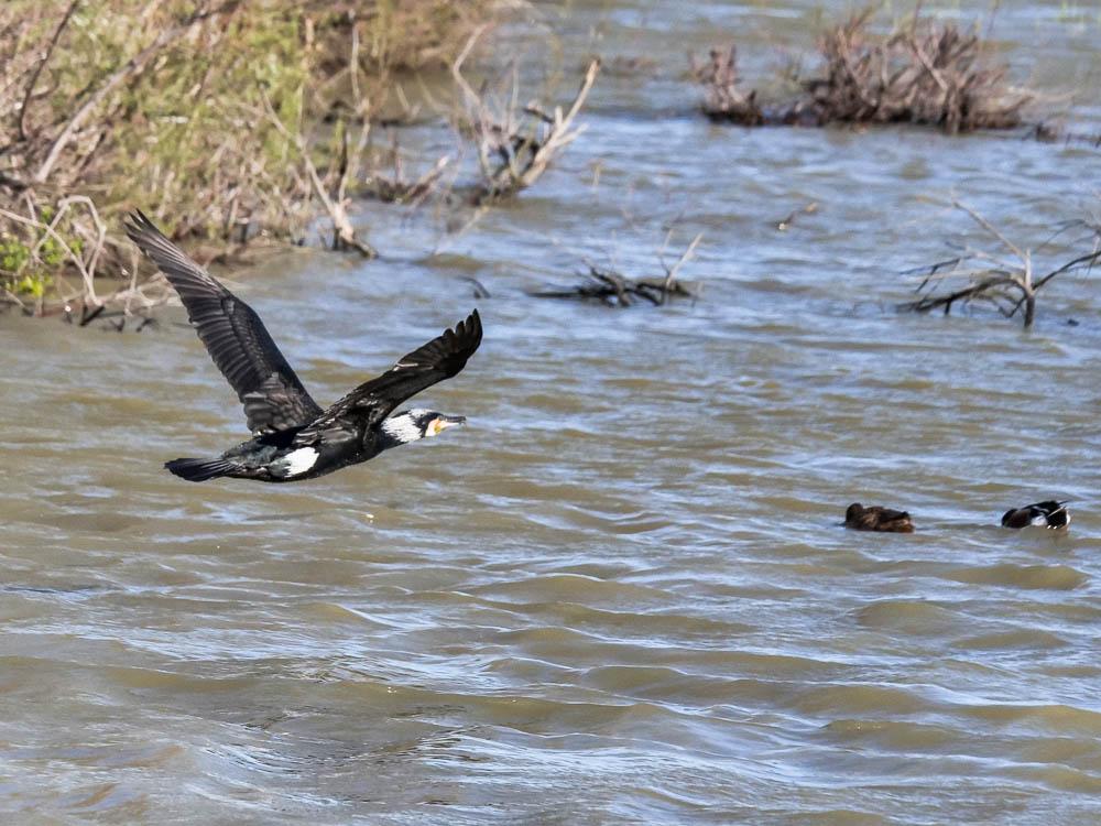 Grand Cormoran Phalacrocorax carbo carbo (Linnaeus, 1758)