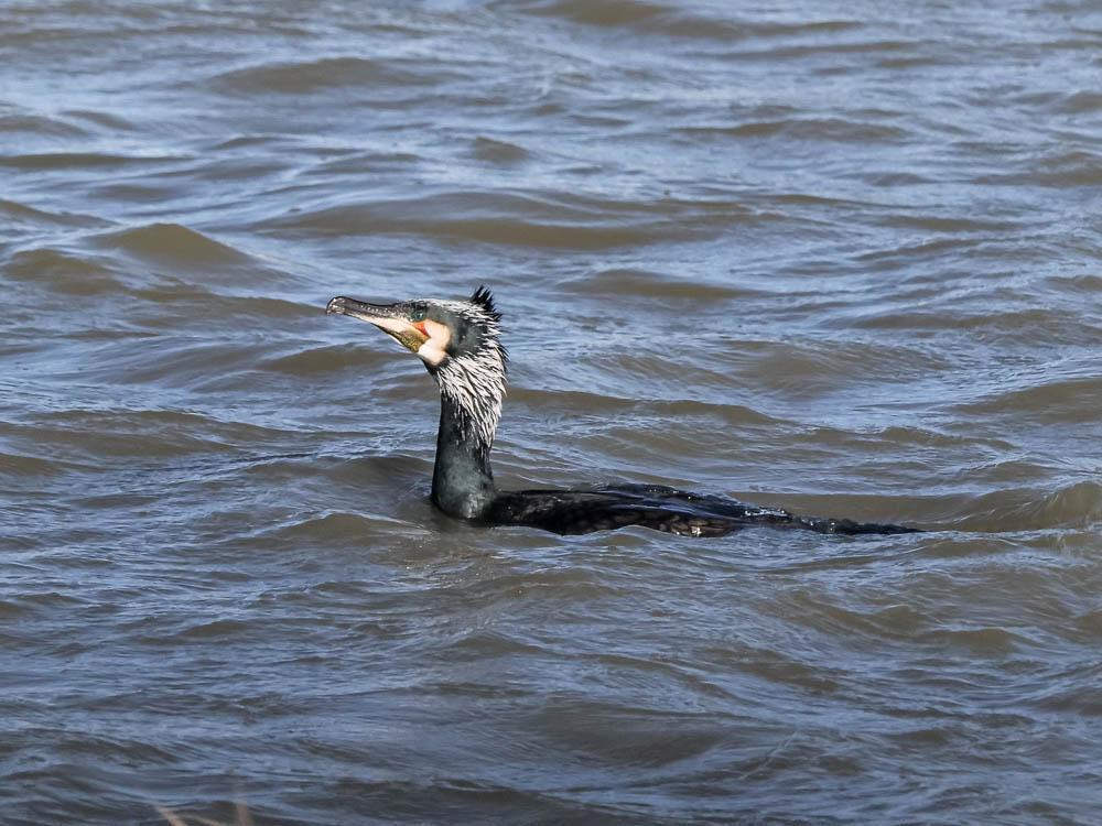 Grand Cormoran Phalacrocorax carbo carbo (Linnaeus, 1758)