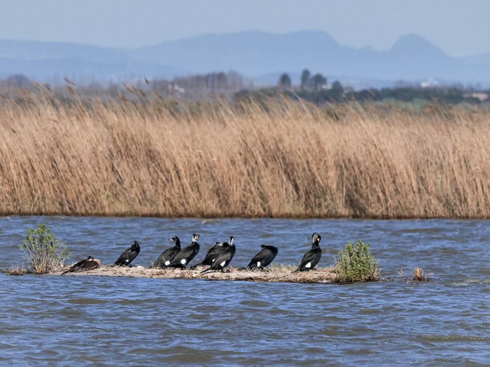Grand Cormoran Phalacrocorax carbo carbo (Linnaeus, 1758)