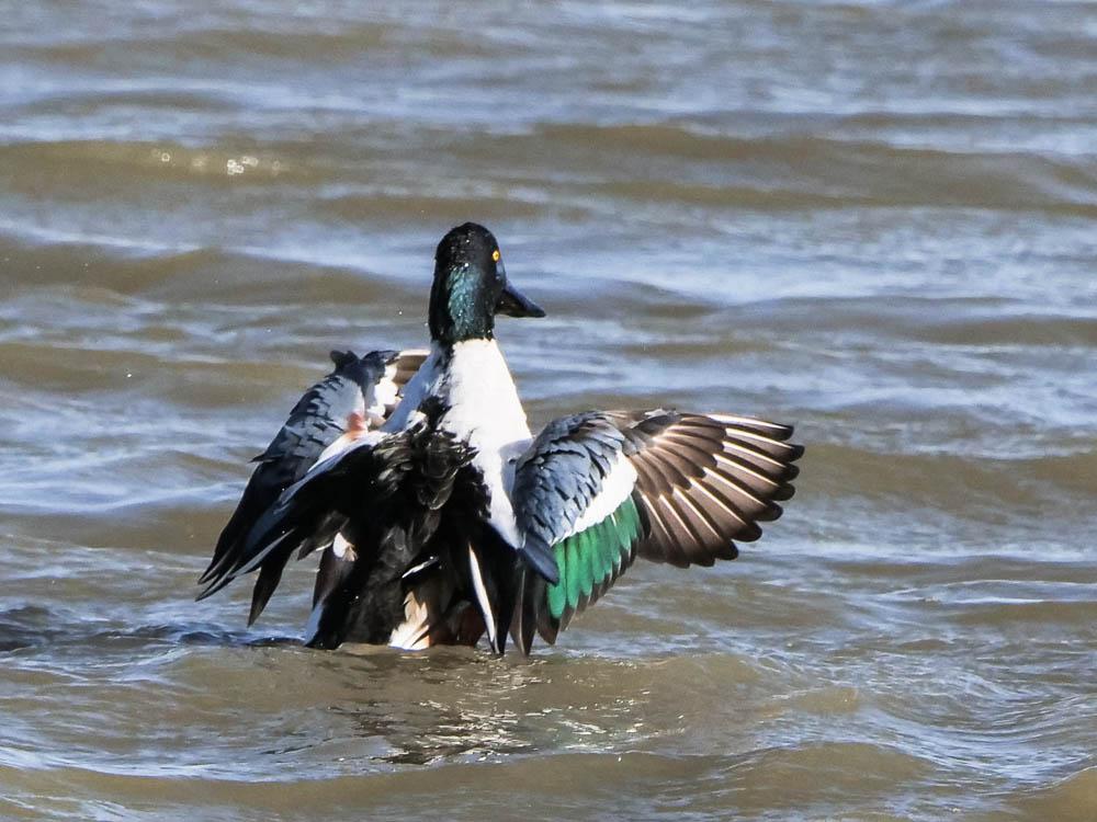 Canard souchet Spatula clypeata (Linnaeus, 1758)