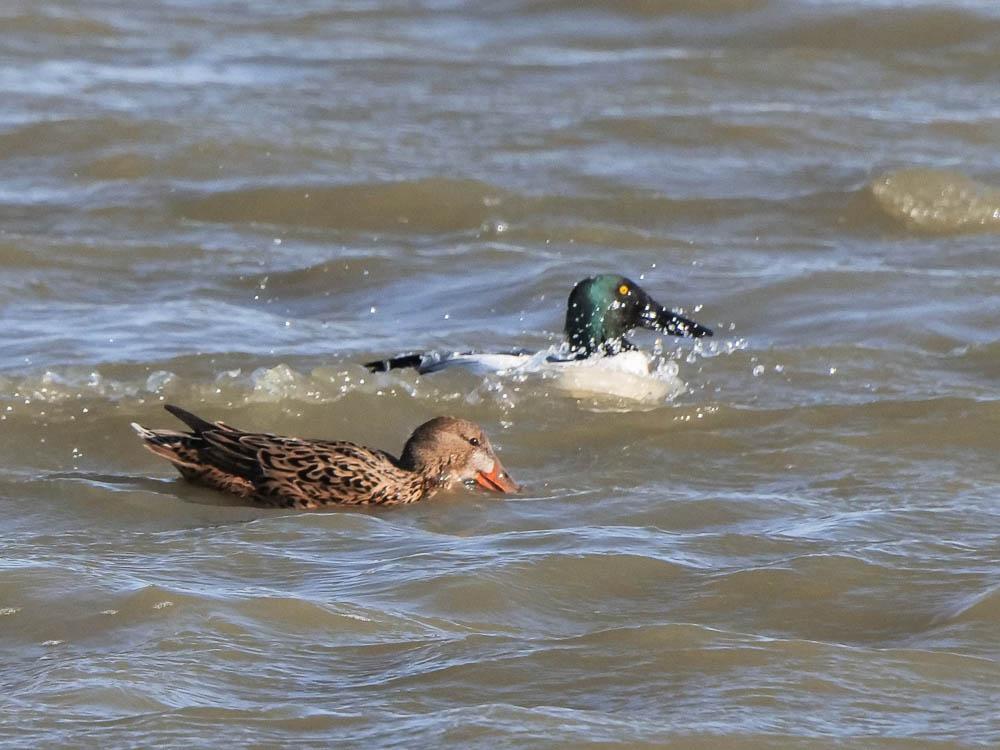 Canard souchet Spatula clypeata (Linnaeus, 1758)