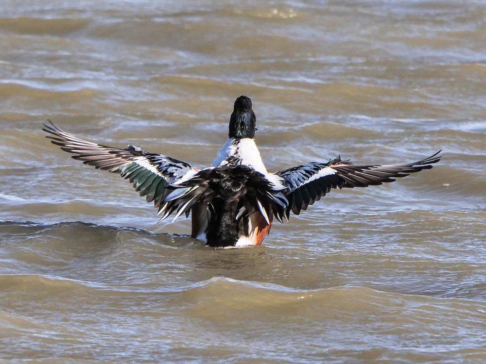 Canard souchet Spatula clypeata (Linnaeus, 1758)
