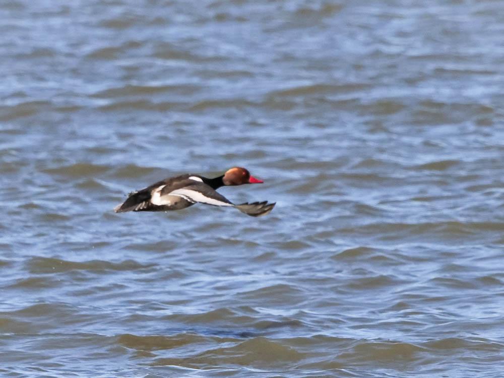 Nette rousse Netta rufina (Pallas, 1773)